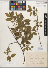 Foto von Salix myrsinifolia Salisb.